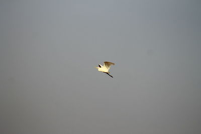 Low angle view of eagle flying against clear sky