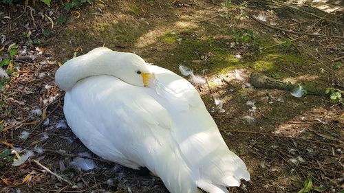 High angle view of white swan in water