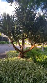 Scenic view of palm tree against sky