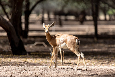 Young sand gazelle roaming in nature in uae