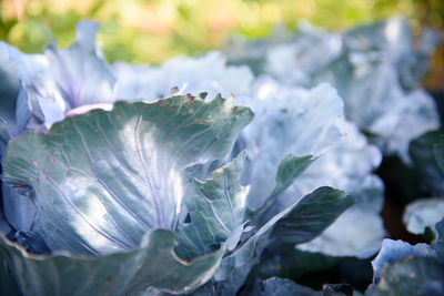 Close-up of plant against blurred background