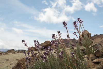 Close-up of flowering plants on land against sky