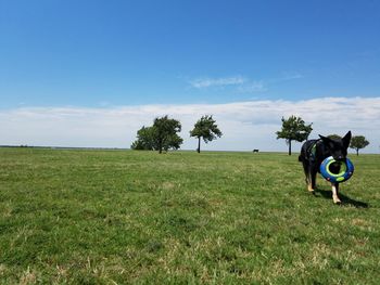 Trees on field against sky