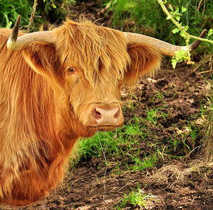 Cow grazing in a field