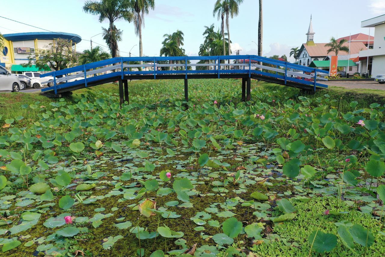 plant, nature, architecture, built structure, leaf, day, tree, building exterior, sky, plant part, tropical climate, water, palm tree, flower, no people, outdoors, park, growth, building, green, land, walkway, house