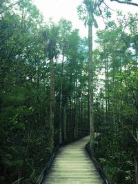 Narrow pathway along trees in park