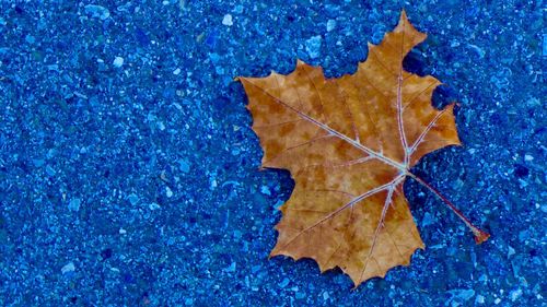 Full frame shot of leaves