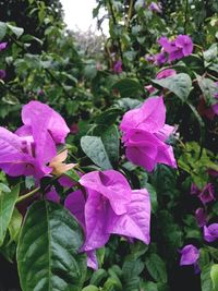 Close-up of pink bougainvillea purple flowers