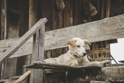 Dog relaxing on wooden fence