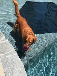 High angle view of dog on swimming pool