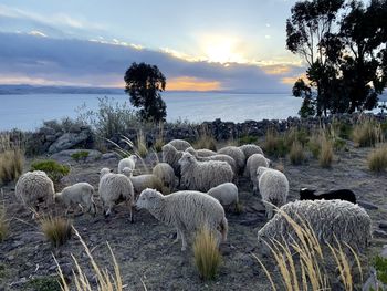 Rocks on field against sky during sunset