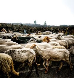 View of sheep on field against sky