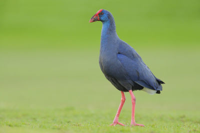 Close-up of a bird perching on a field