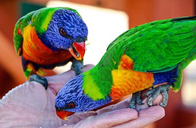 Close-up of a hand holding colorful bird