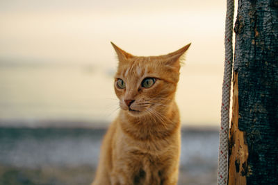 Cat in the seaside