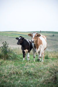 Cows on field against clear sky