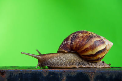 Close-up of snail on leaf