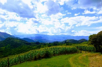 Scenic view of agricultural field against sky