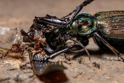 Close-up of insect on wood