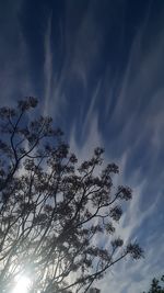 Low angle view of silhouette tree against sky