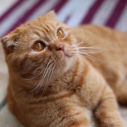 Close-up portrait of cat