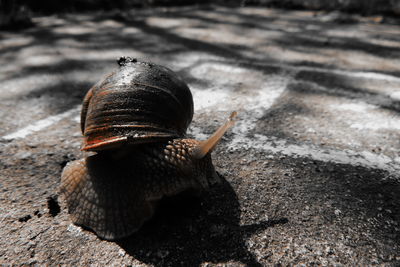 Close-up of snail