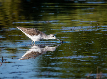 Bird in a lake