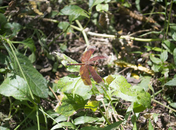 Close-up of butterfly on plant