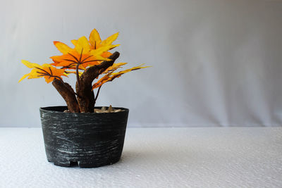 Close-up of yellow flower pot on table at home