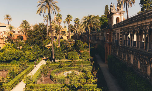 Panoramic shot of palm trees and buildings against sky