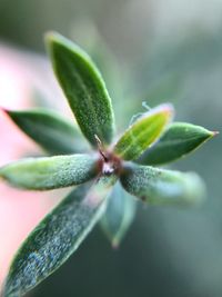 Close-up of green plant