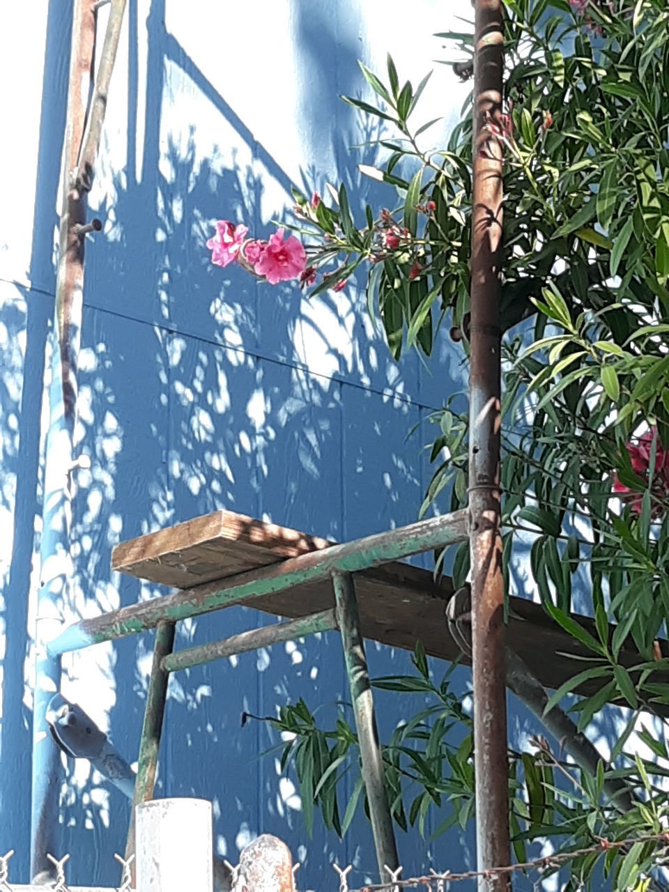 LOW ANGLE VIEW OF PLANTS HANGING ON TREE IN YARD