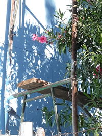 Low angle view of plants hanging from tree in yard