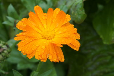 Close-up of wet yellow flower