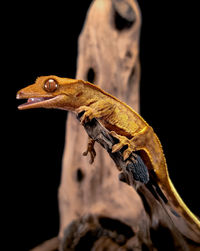Close-up of lizard