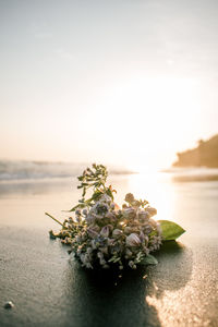 Close-up of flowering plant against sea during sunset