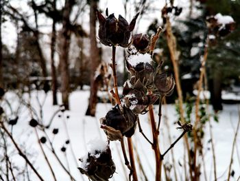 Close-up of snow covered plant