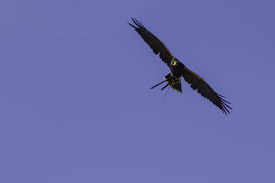 Low angle view of eagle flying against blue sky