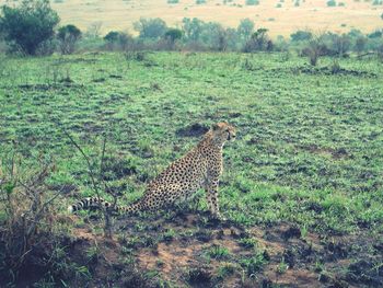 View of lizard on landscape