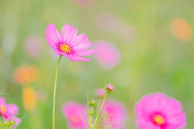 Close-up of pink cosmos flower