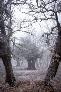 Trees in forest