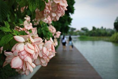 Close-up of pink flowers