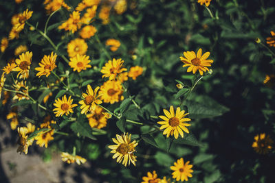 Close-up of yellow flower blooming in park