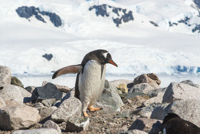 Gentoo Penguin,