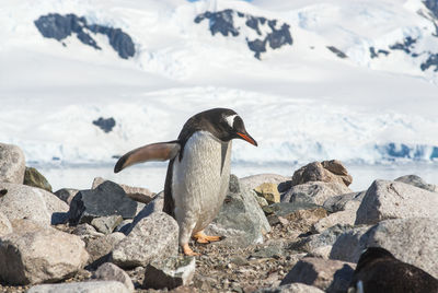 Close-up of penguin