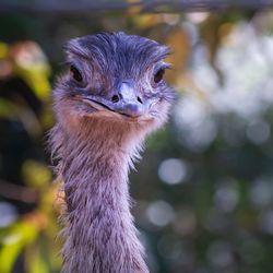 Close-up portrait of a bird