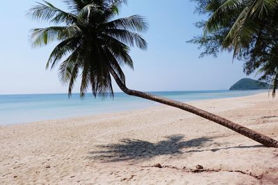 Palm trees on beach against clear sky