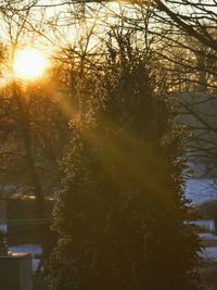 Close-up of tree against sky during sunset