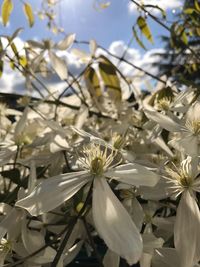 Close-up of flowers