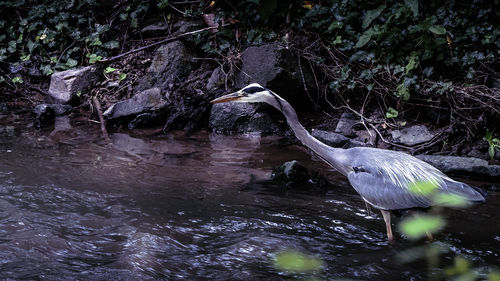 View of a bird in water